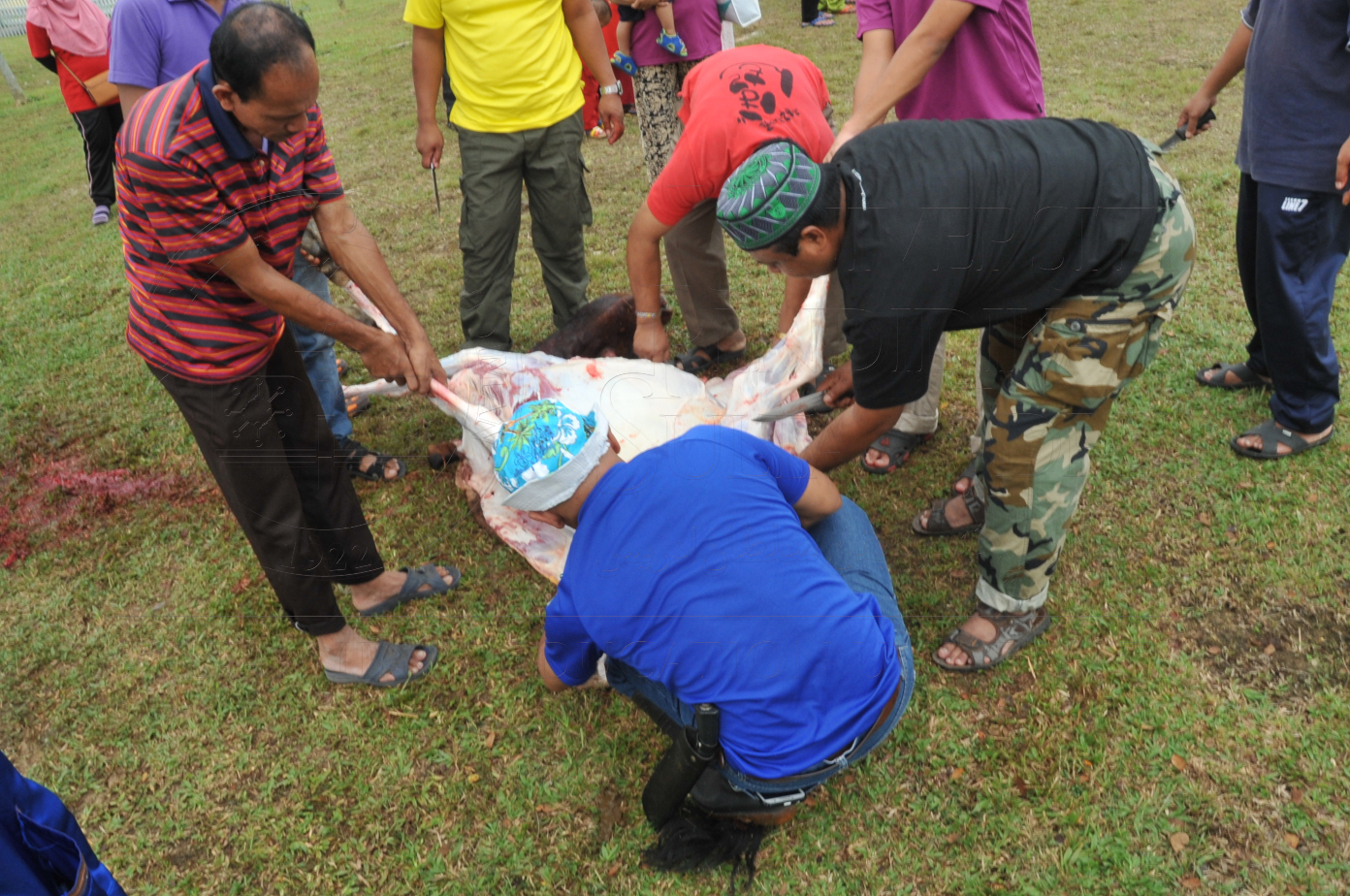 PRO15 150 KORBAN HAS 6849